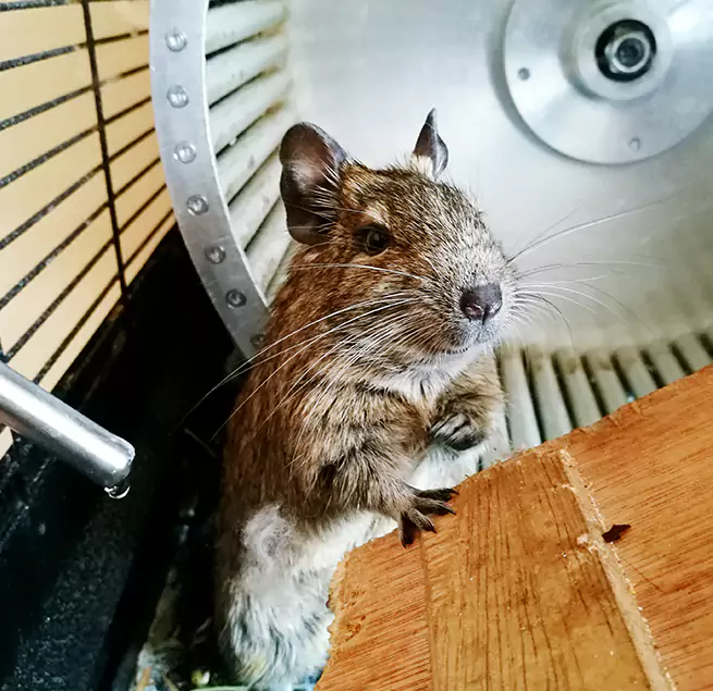 Why Homeowners & Businesses Trust Us Roselle, IL?